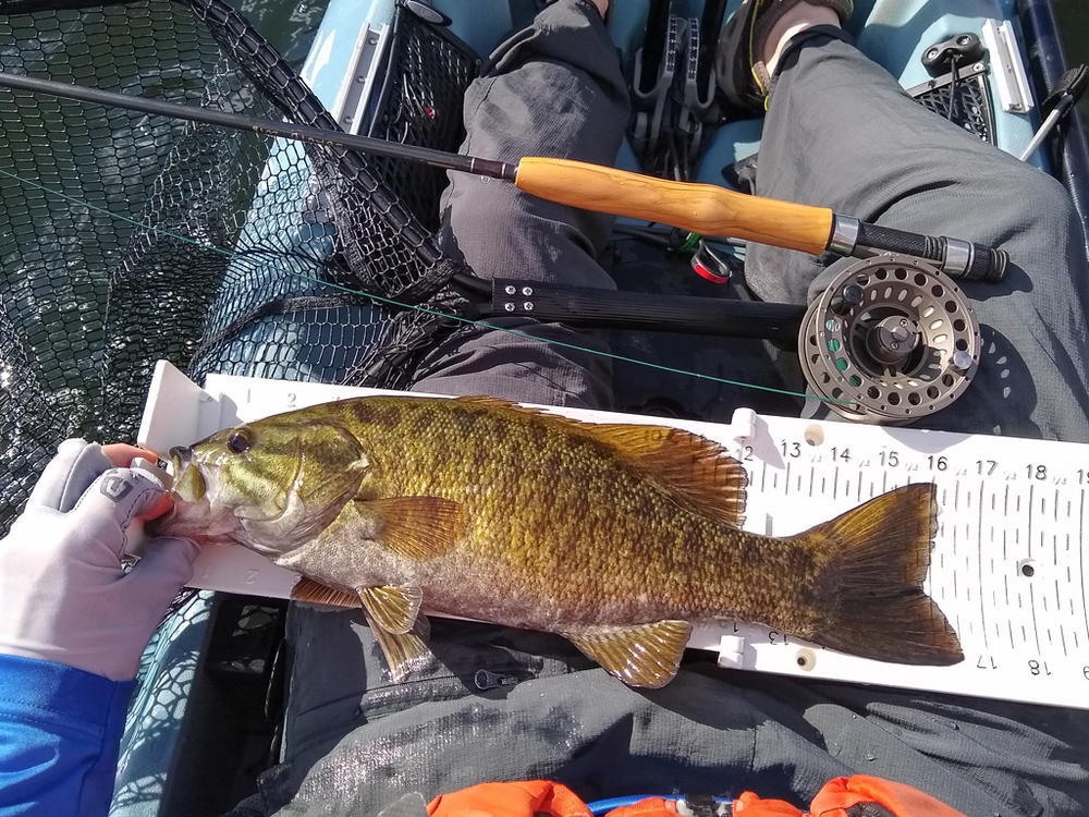 2021 smallmouth fly 1