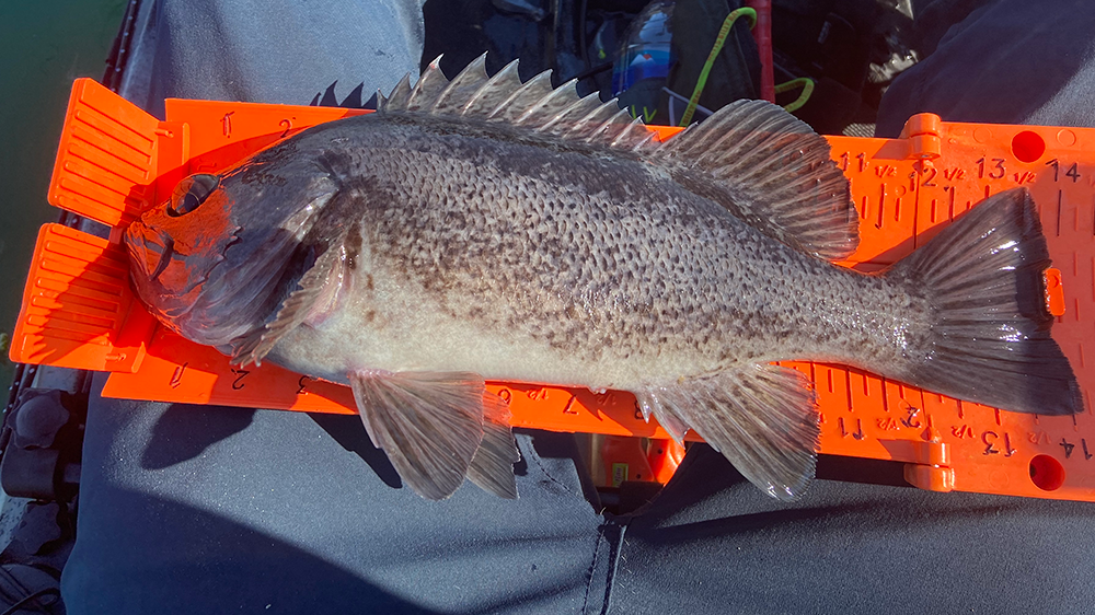 Black rockfish