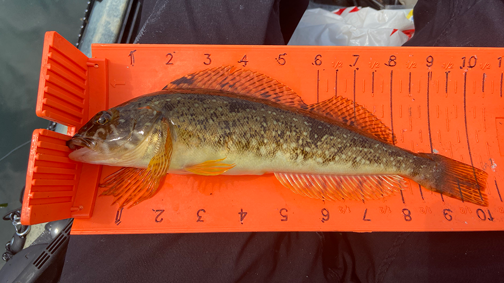 White spotted greenling