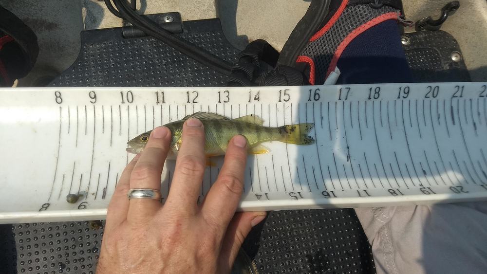 Perch 1   6 inch