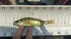 Perch 2   5 5 inch thumb