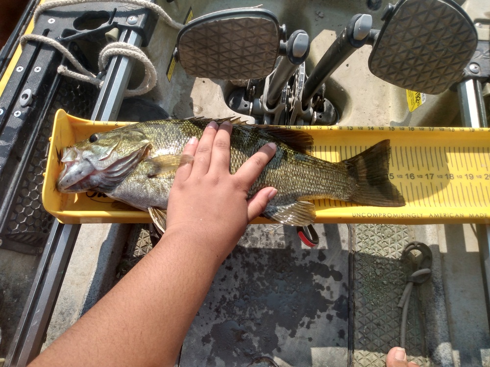 Small mouth bass