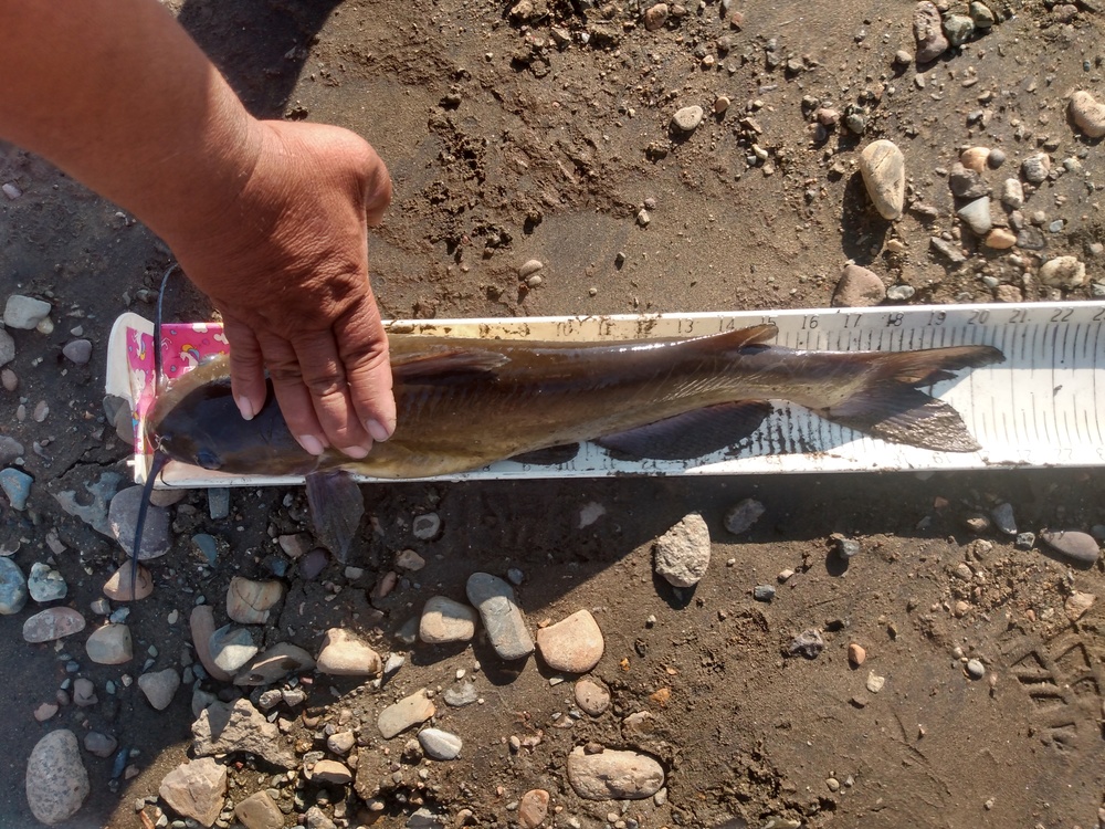 Catfish upgrade 9 26 2021