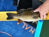 Smallmouth2021 thumb