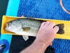 Largemouthsup thumb