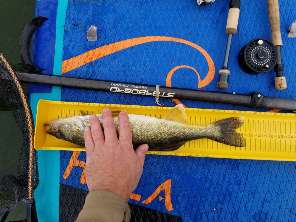 Walleye