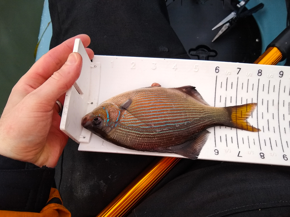 2021 surf perch small