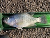 Crappie13.75 thumb