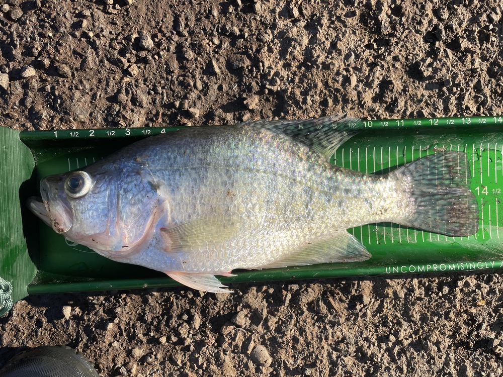 Crappie13.75