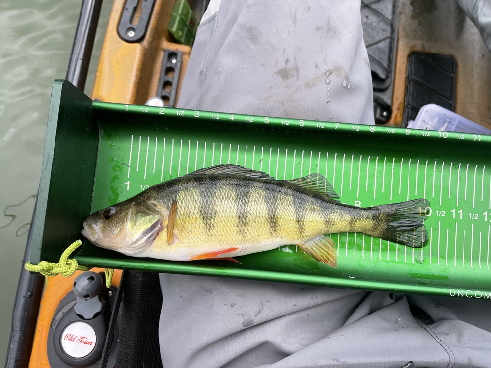 Yellowperch10