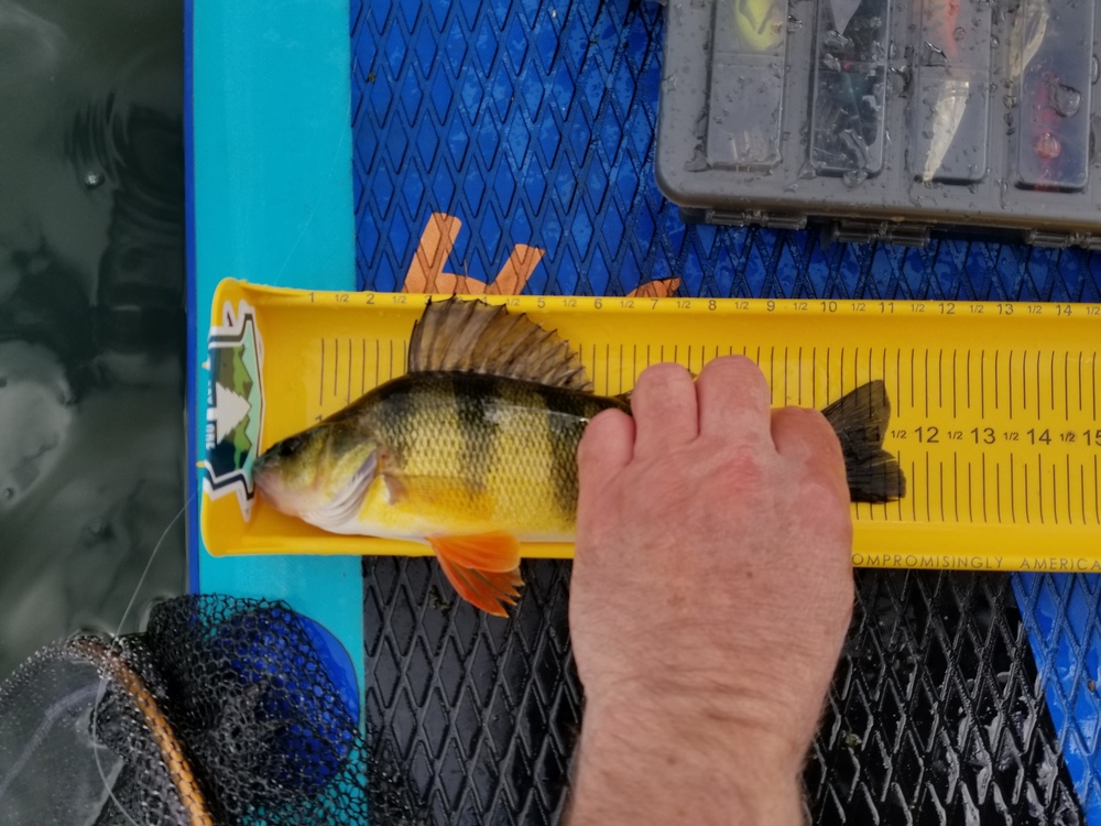 Perch11.5