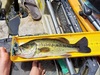 Small mouth bass 6 2 2022 thumb