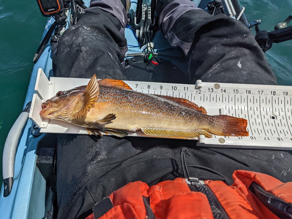 Greenling body