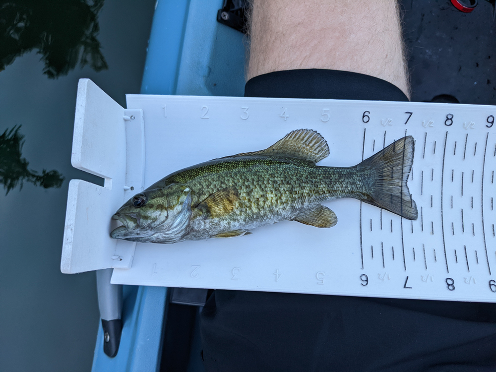 Small smallmouth 1