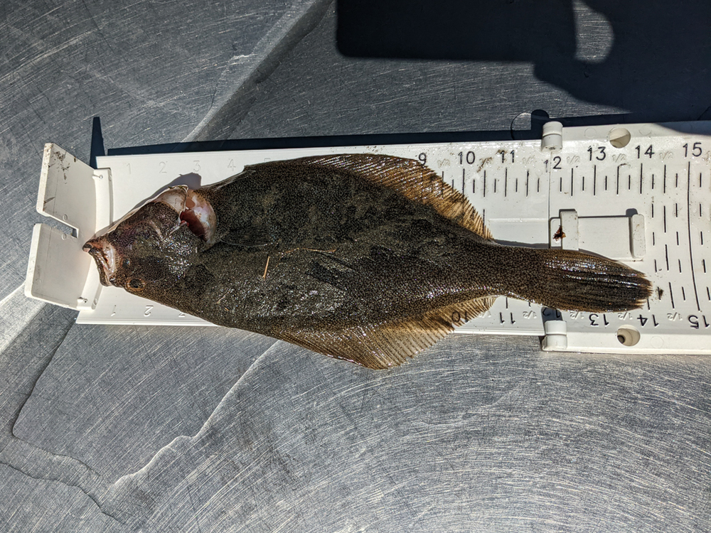 Flounder small 1