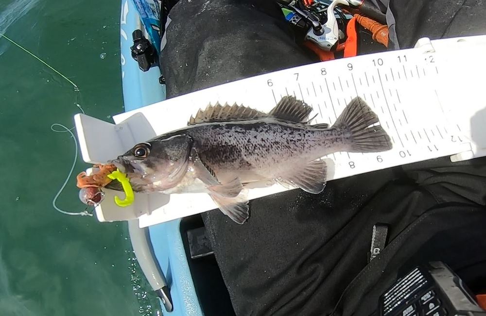 Rockfish small 1