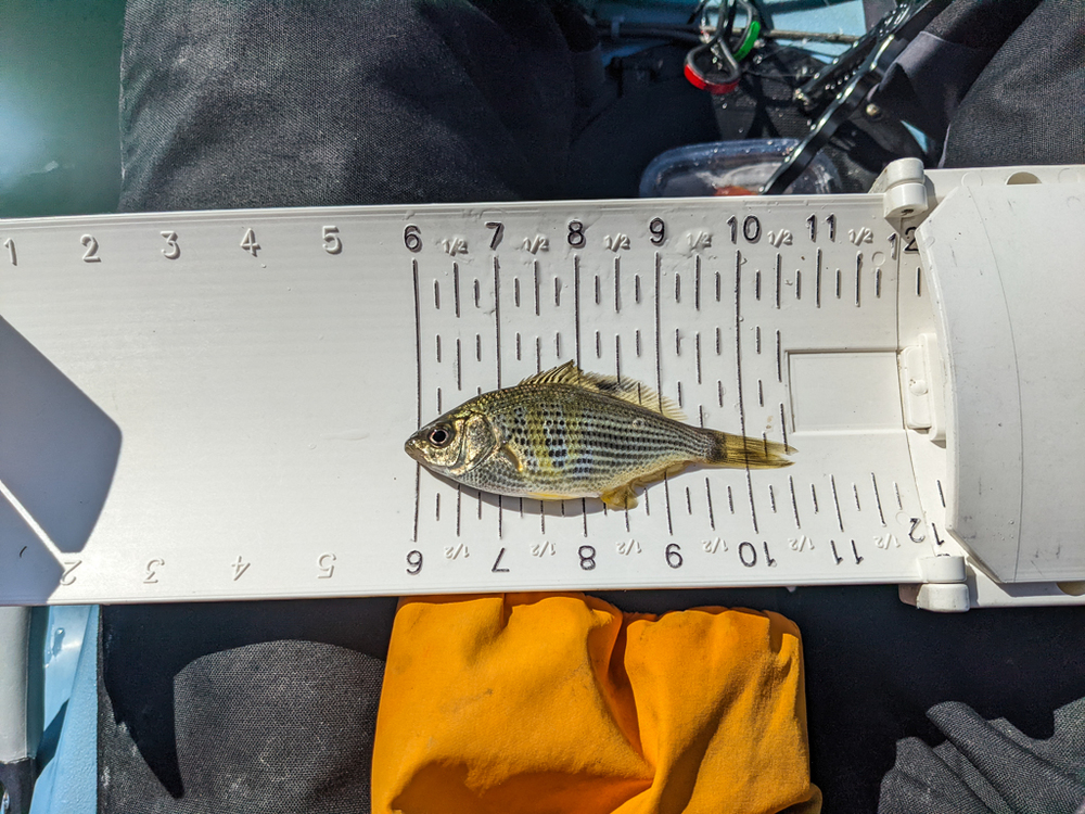 Small surf perch 1