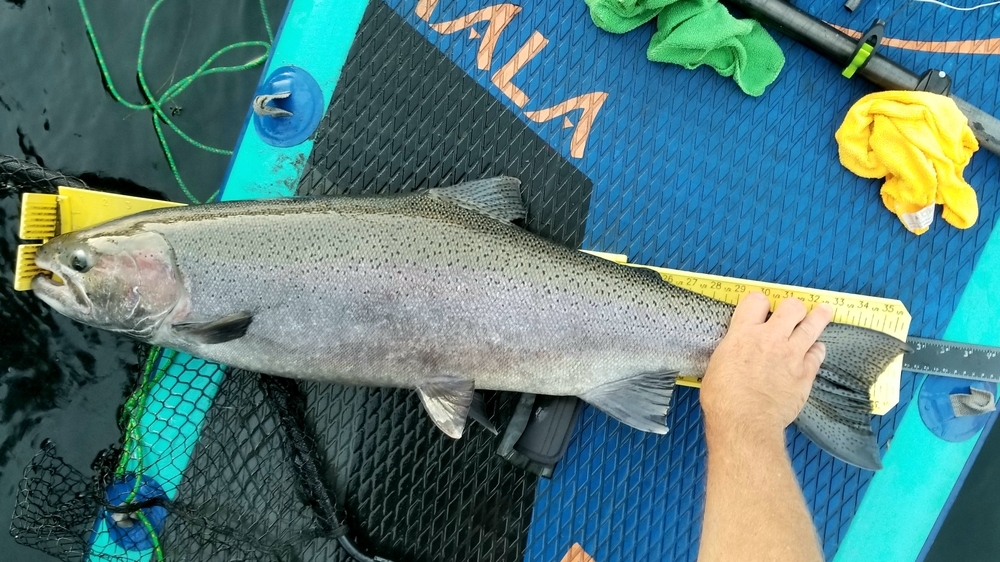 2022steelhead