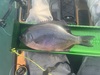 Surfperch125 thumb