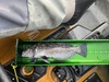 Greenling12.25 thumb