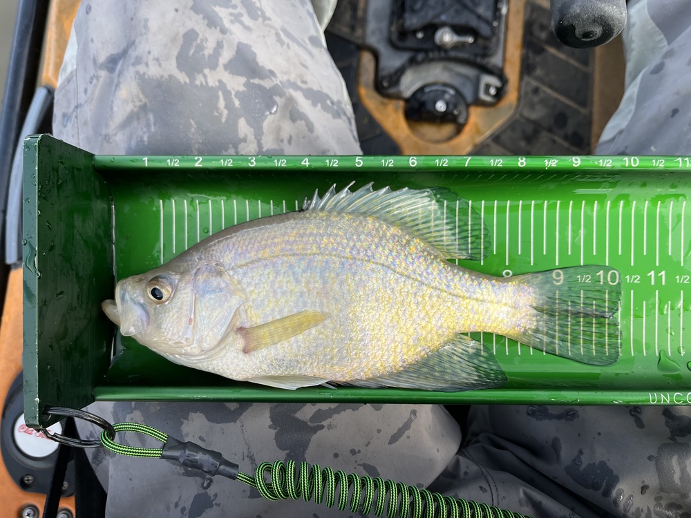 Crappie10.25