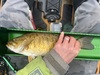 Smallmouth16 thumb