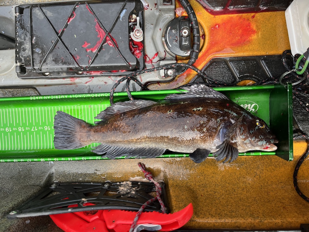 Greenling15.5