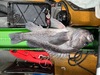Rockfish18.25 thumb