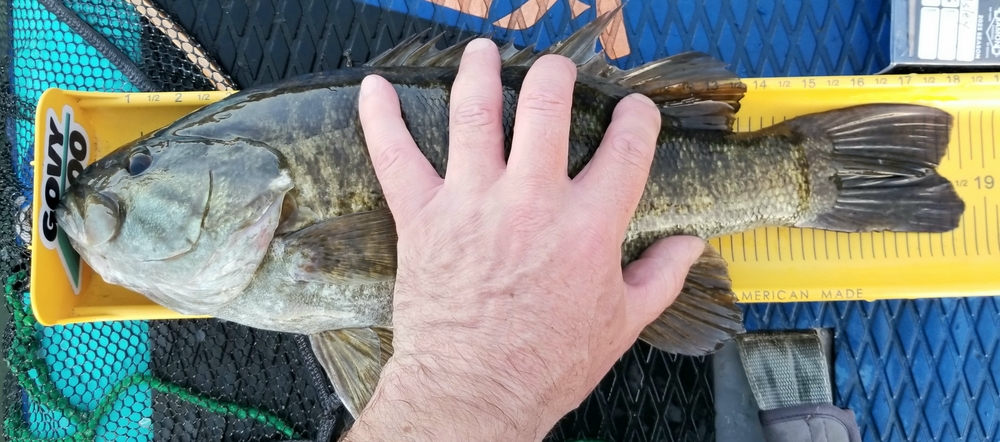 Smallmouth 