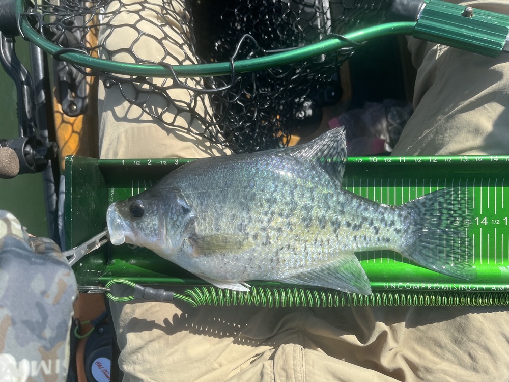 Crappie13.75