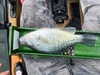 Crappie14.5 thumb