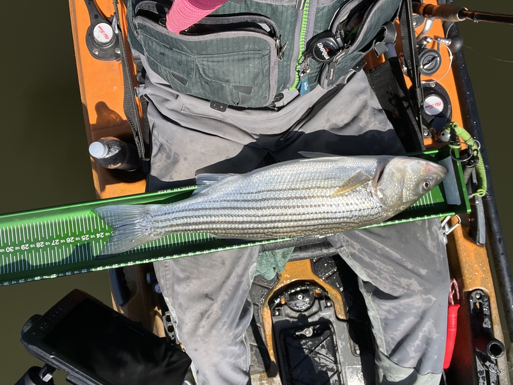 Striper24.5