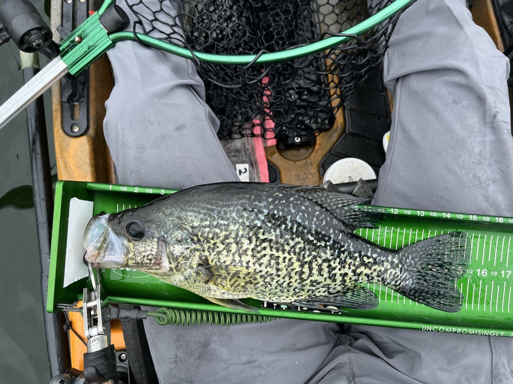 Crappie15.5