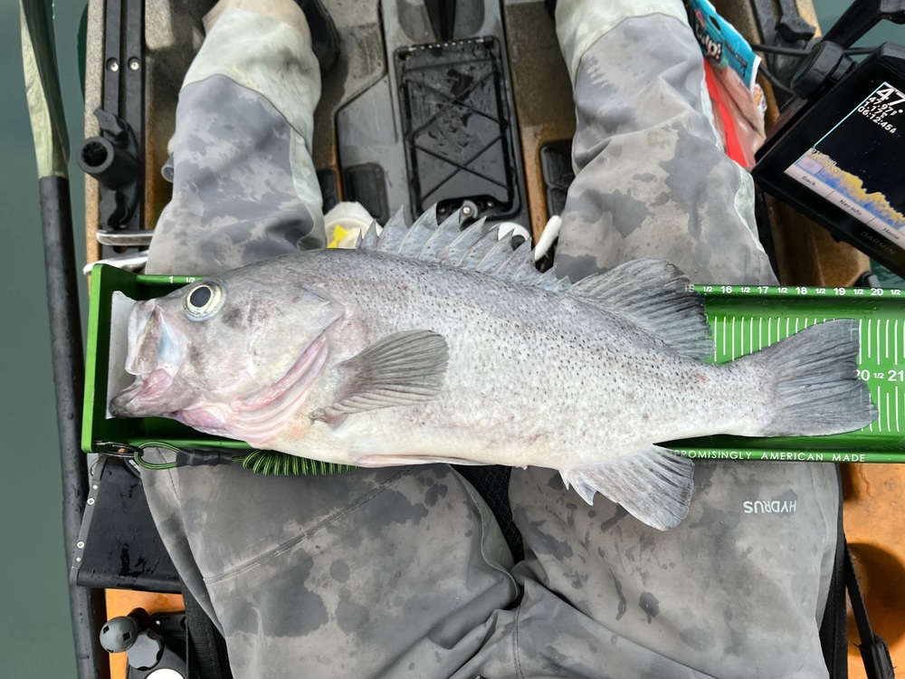 Rockfish20.5