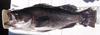 Aoty rockfish2 061910 thumb
