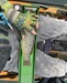 Greenling16 thumb