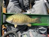 Smallmouth15.5 thumb