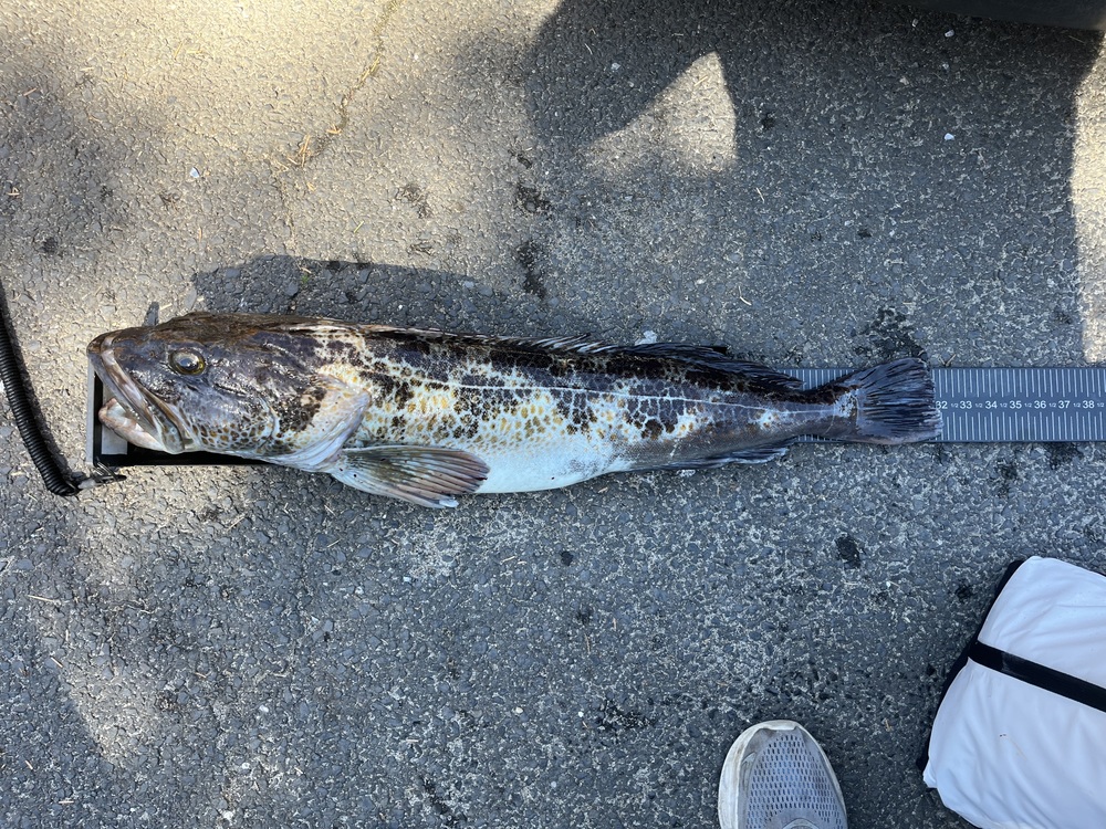 Lingcod32