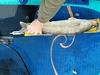 Walleye24 thumb