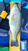 L2 thumb