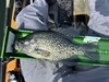 Crappie15 thumb