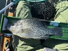 Crappie15.75 thumb