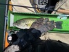 Flylargemouth13.5 thumb