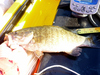 15 inch small mouth bass 07 17 10 thumb