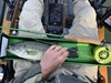 Flylargemouth14.5 thumb