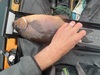 Surfperch14.5 thumb