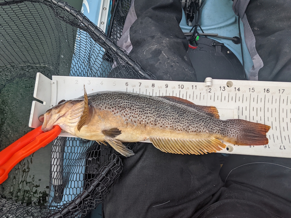 Aoty 2024 greenling