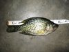 Dc crappie thumb