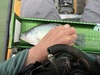 Panfish10.75 thumb