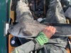 Rockfish19.75 thumb